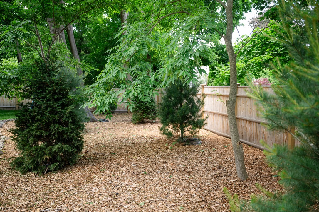 A peaceful garden with mulch-covered ground, trees, and a wooden fence in the background, surrounded by lush greenery.