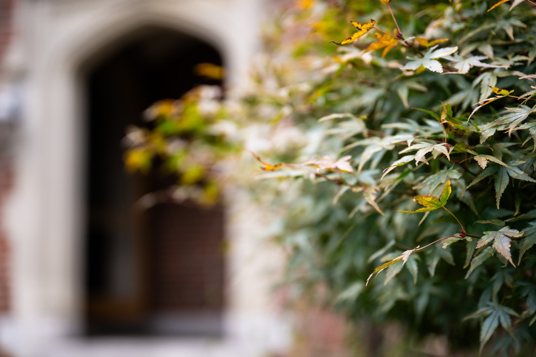 Blurry background with a brick wall and foliage in focus; autumn leaves displaying hints of yellow and green.