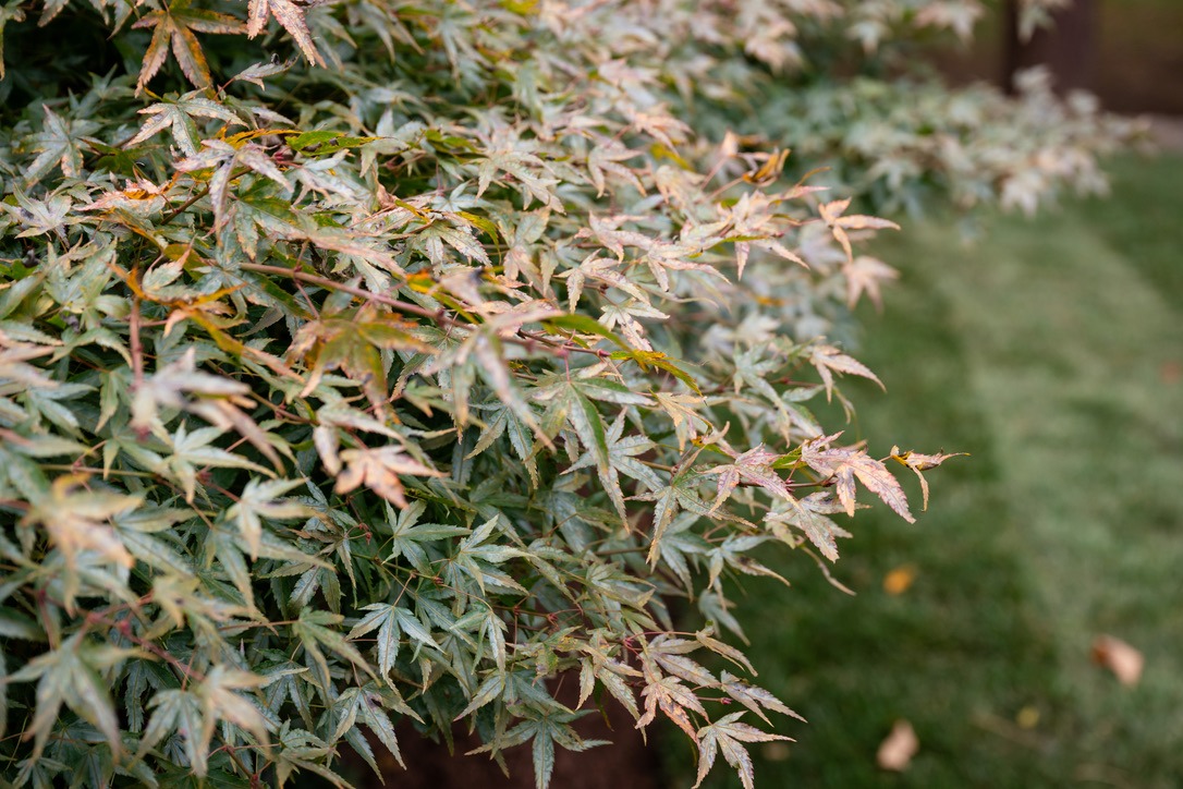 Close-up of a vibrant bush with green and red leaves, set against a blurred grassy background, showcasing natural beauty.