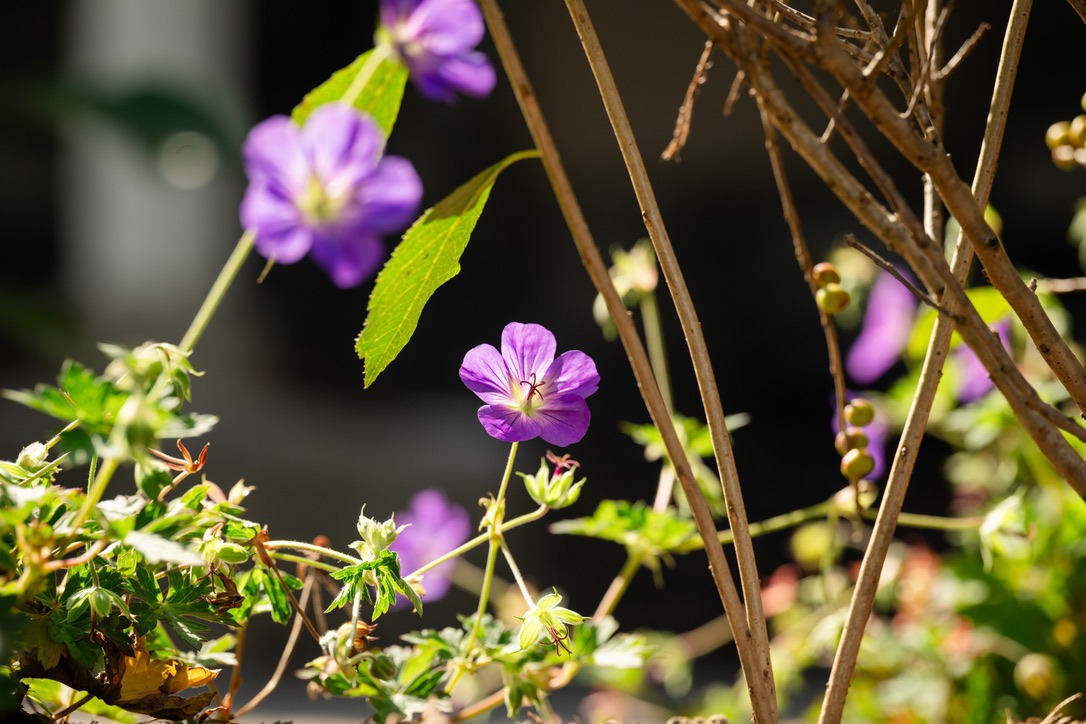 Vibrant purple flowers bloom among green leaves and twigs, basking in sunlight, creating a serene, natural setting with intricate details.