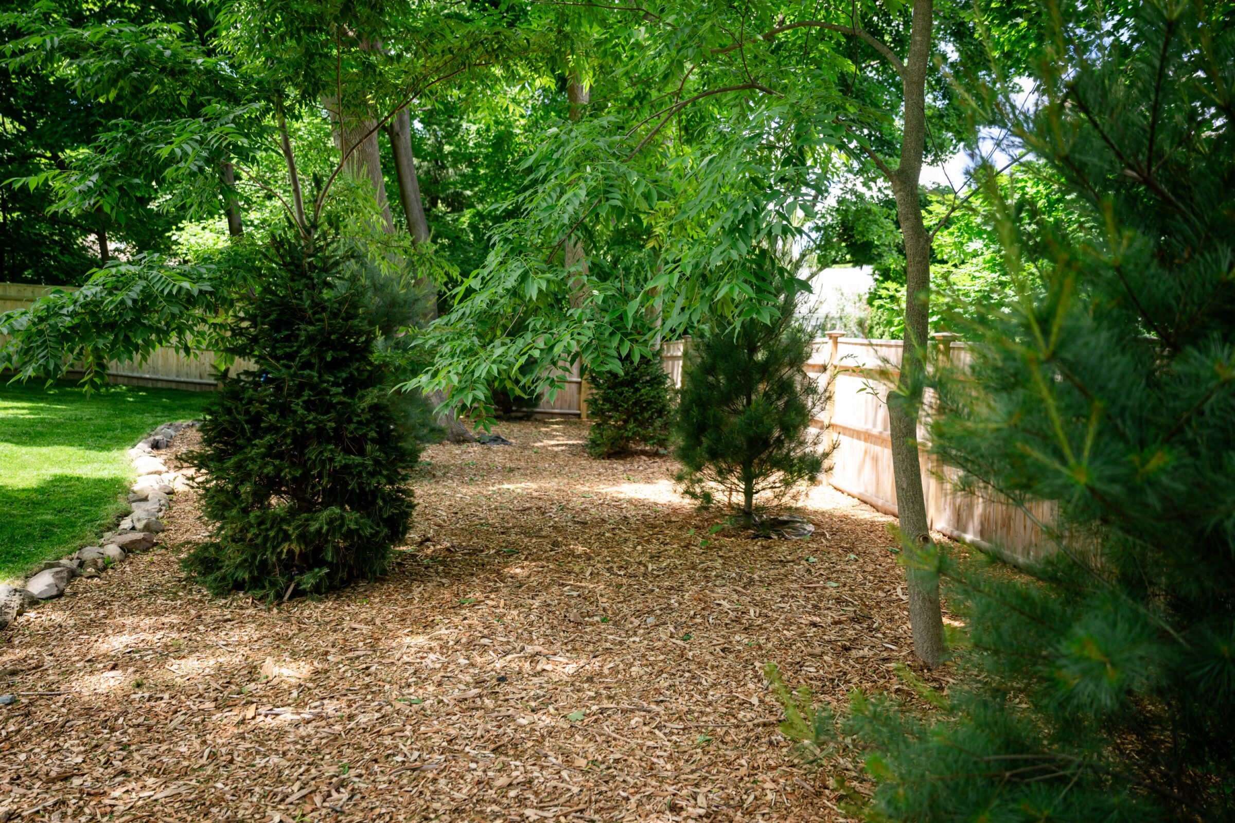 A peaceful garden scene featuring lush green trees, wood chips covering the ground, and a wooden fence in the background.