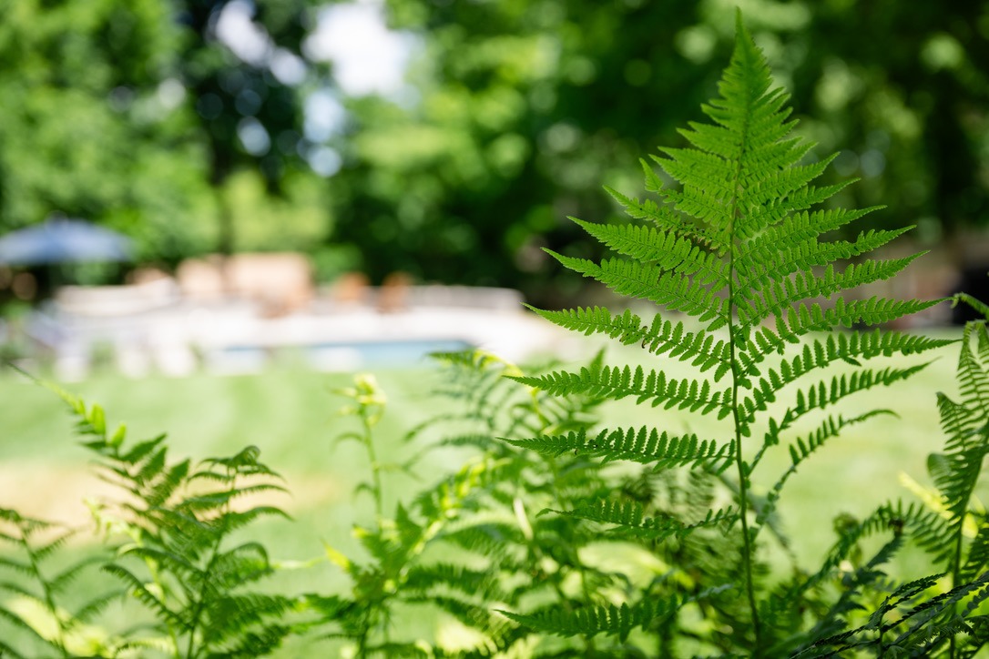 Lush green ferns in the foreground with blurred background of trees, grass, and outdoor furniture around a swimming pool in sunlight.